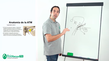 Imagen relacionada con La fisioterapia en la disfunción craneo-mandibular (DCM)